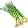Scallion